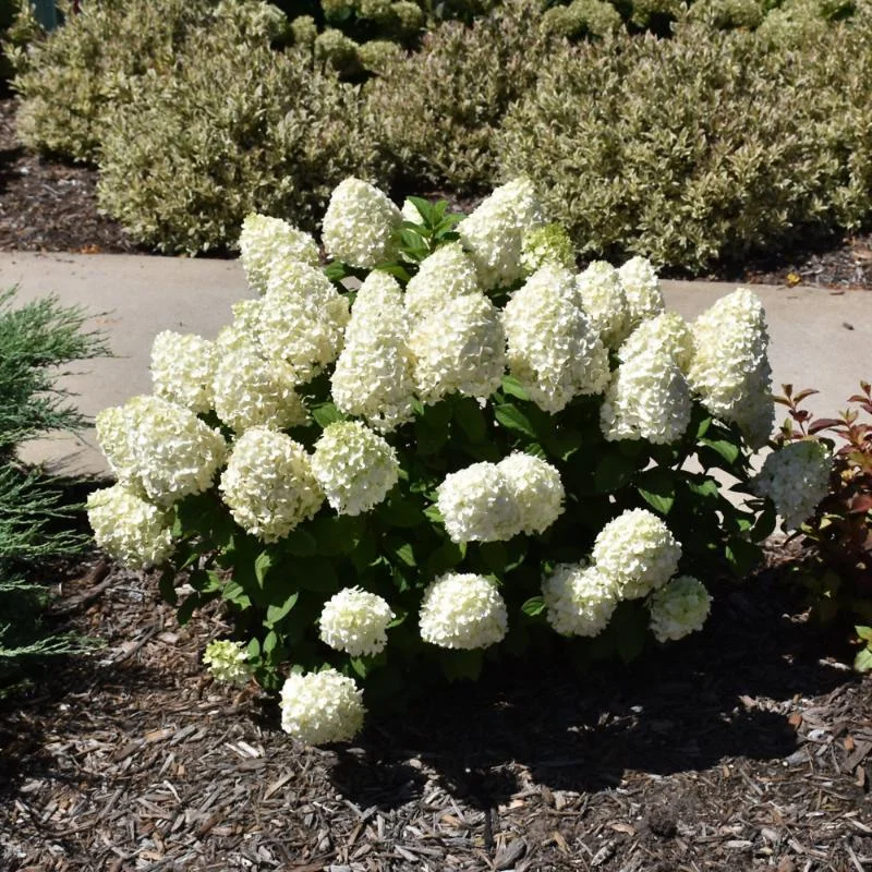 HYDRANGEA LITTLE LIME PUNCH
