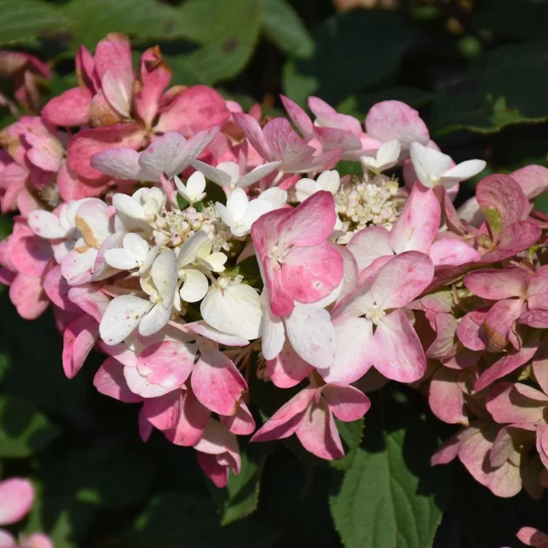 HYDRANGEA RED DIAMOND