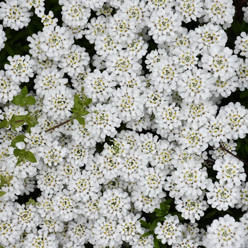 IBERIS SNOWFLAKE