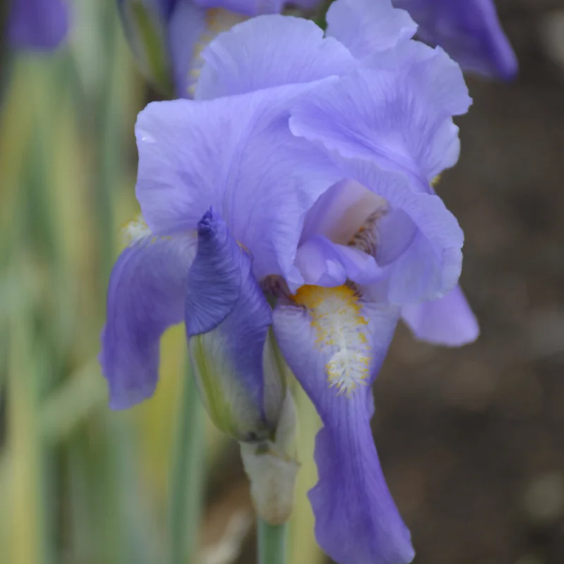 IRIS ARGENTEA VARIEGATA