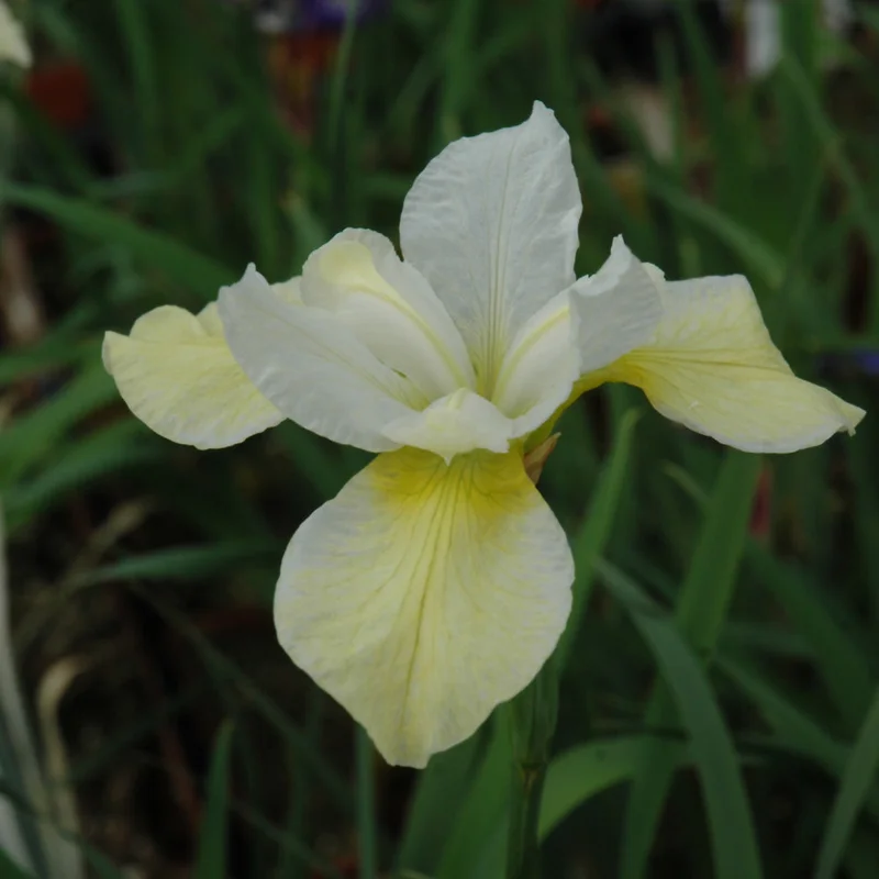 IRIS BUTTER & SUGAR
