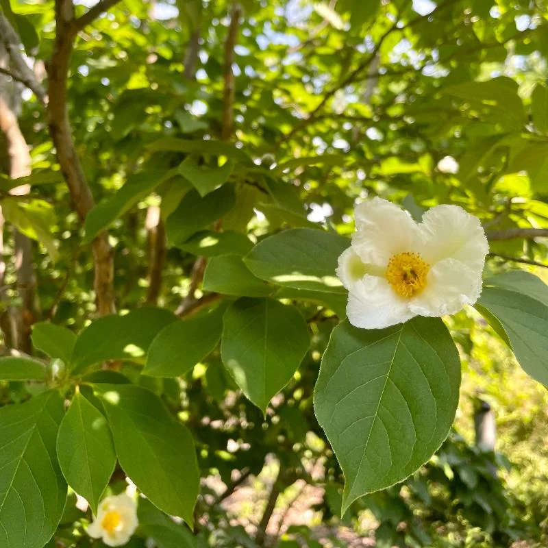 JAPANESE STEWARTIA