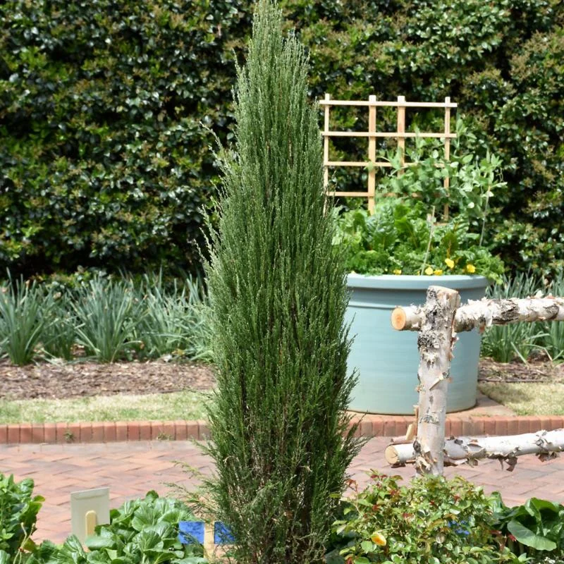 JUNIPER BLUE ARROW