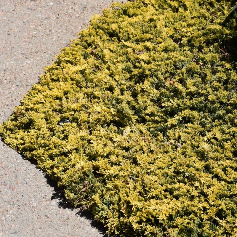 JUNIPER MOTHER LODE
