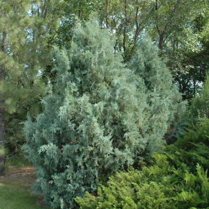 JUNIPER WICHITA BLUE