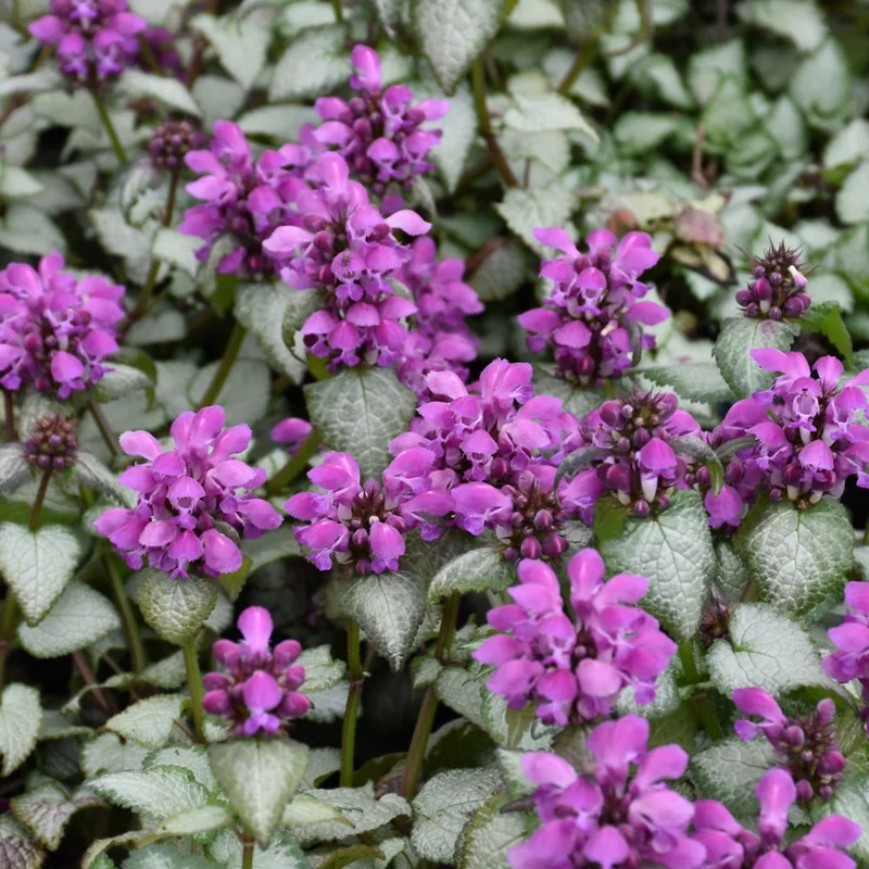 LAMIUM MACULATUM PURPLE DRAGON