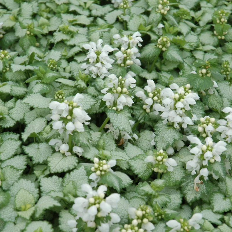 LAMIUM MACULATUM WHITE NANCY