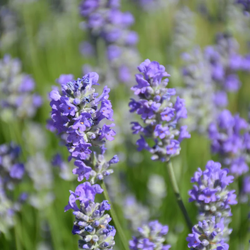LAVANDULA MUNSTEAD