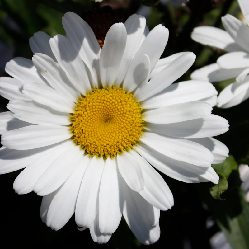 LEUCANTHEMUM BETSY