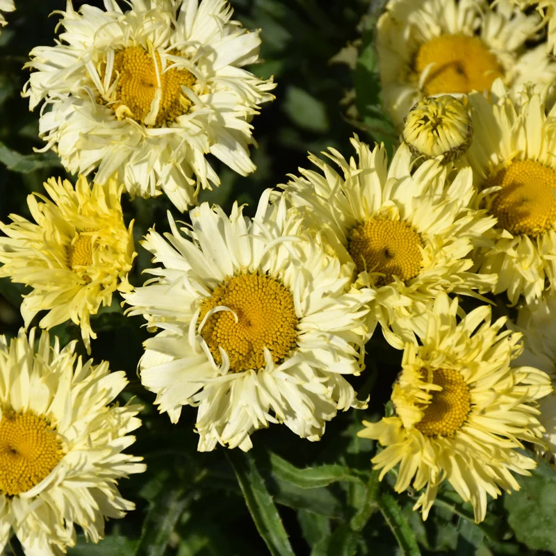 LEUCANTHEMUM GOLDFINCH