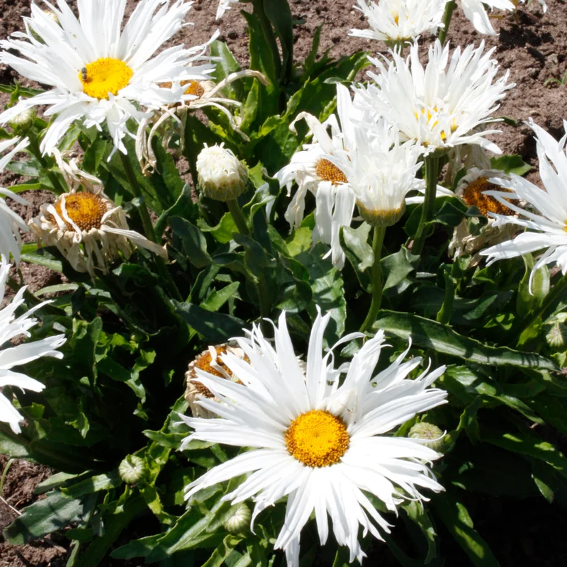 LEUCANTHEMUM SPUN SILK