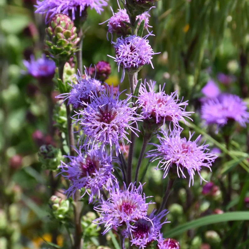 LIATRIS LIGULISTYLIS