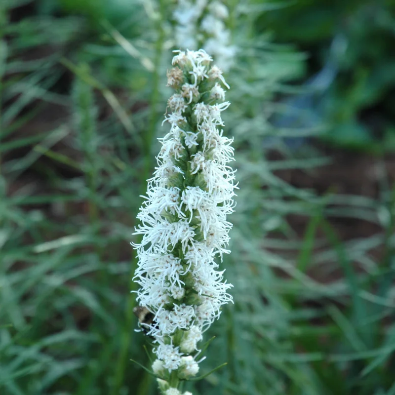 LIATRIS SPICATA ALBA