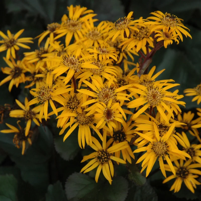 LIGULARIA BRITT-MARIE CRAWFORD