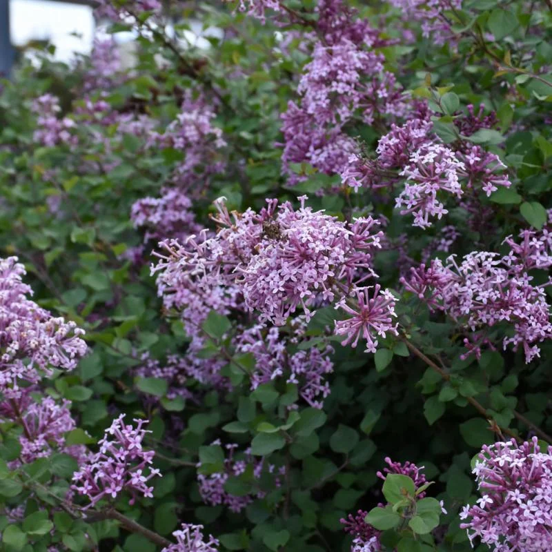 LILAC BLOOMERANG