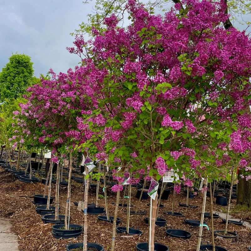 LILAC BLOOMERANG DARK PURPLE STANDARD
