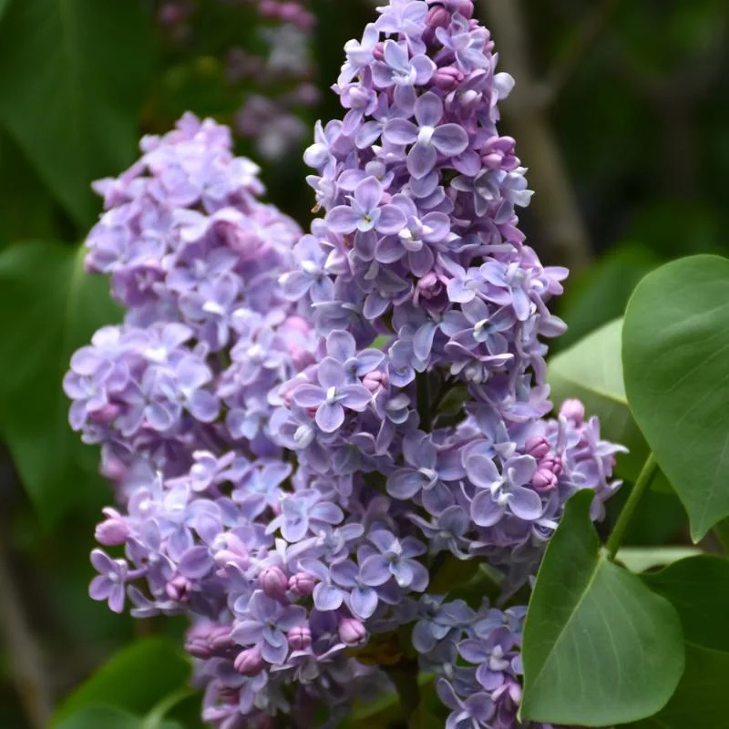 LILAC PRESIDENT GREVY