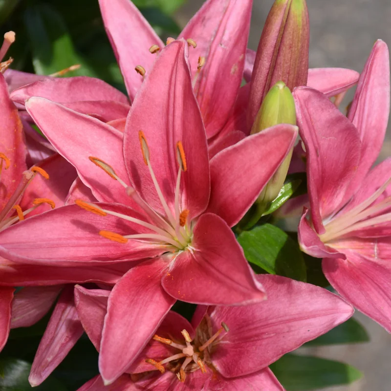 LILIUM LL TINY PEARL