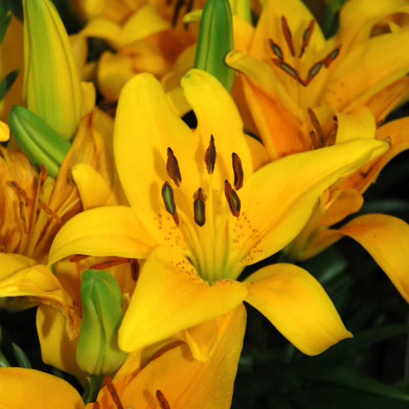 LILIUM TINY BEE