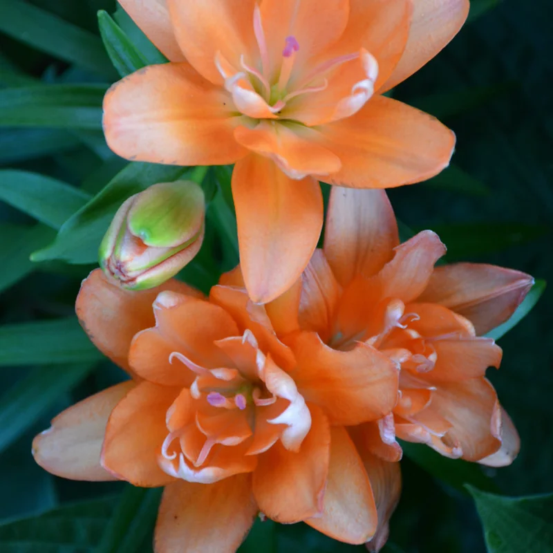 LILIUM TINY DOUBLE YOU
