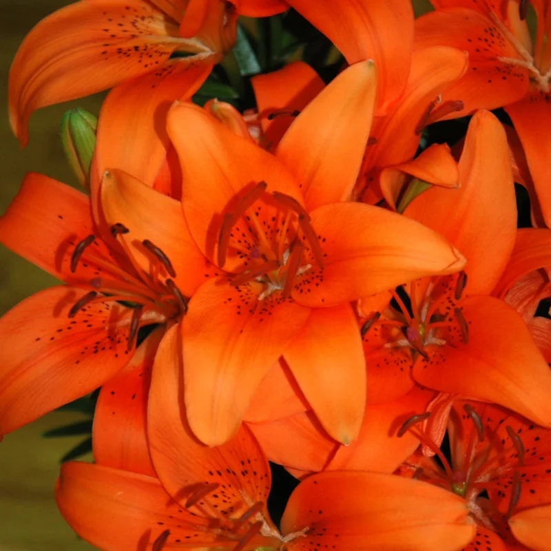 LILIUM TINY INVADER