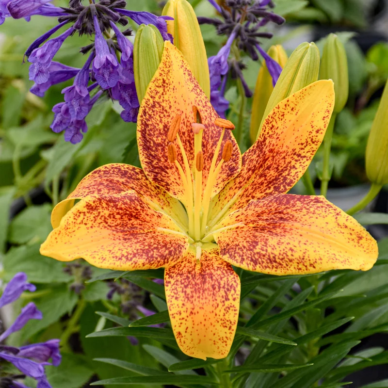 LILIUM TINY PARROT