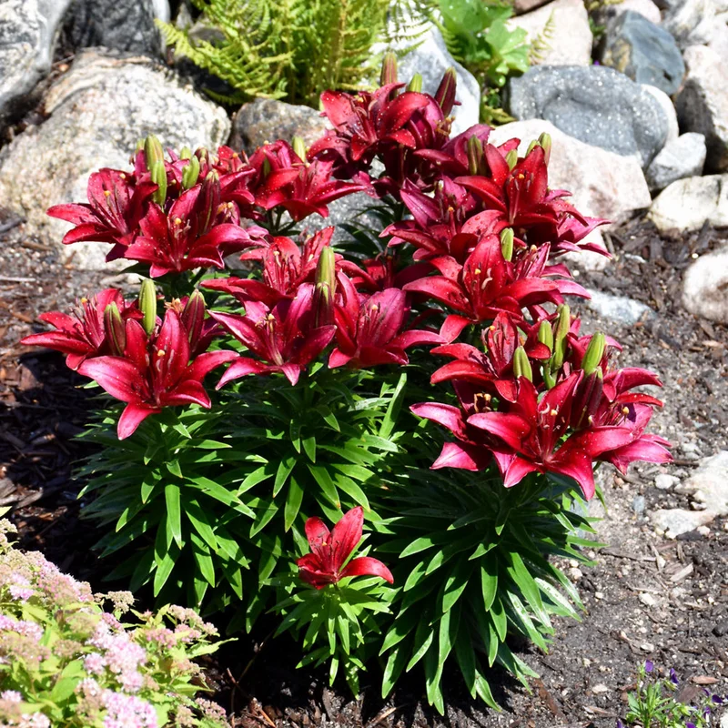LILIUM TINY ROCKET