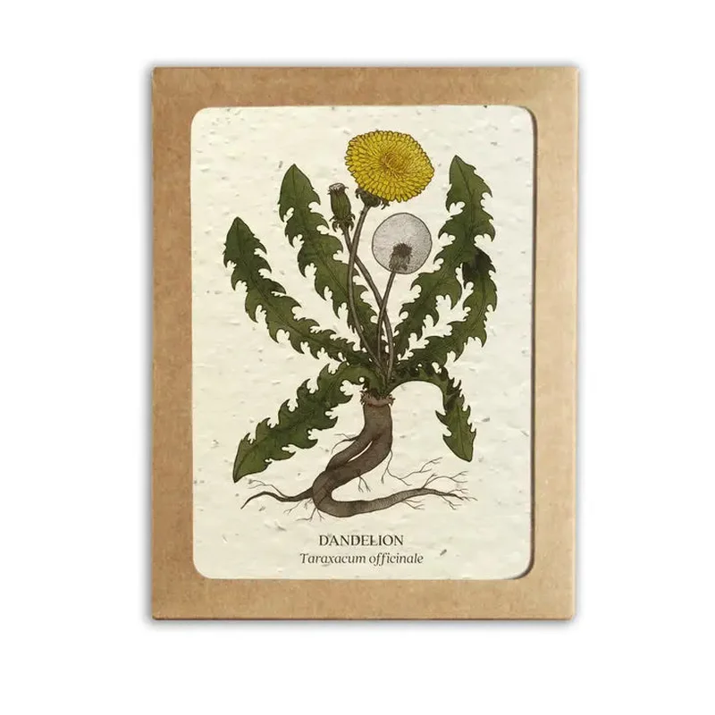 Medicinal Plants Card Set – Plantable Wildflower Seed Paper