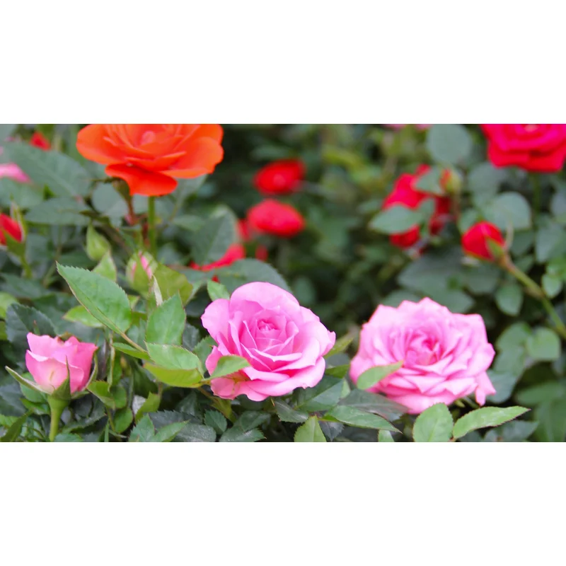 MINI ROSE ASST