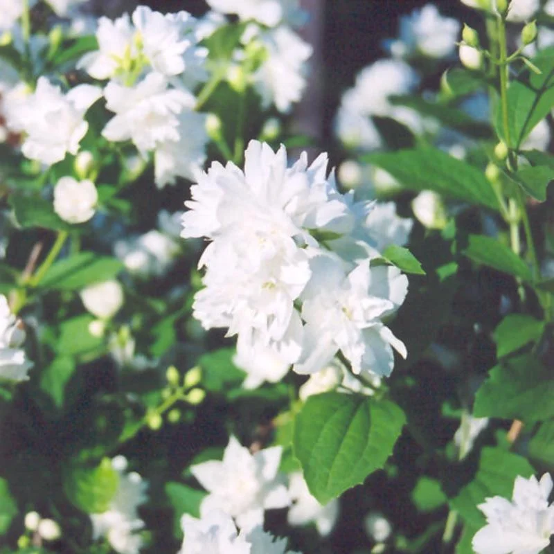 MOCK ORANGE BUCKLEY’S QUILL