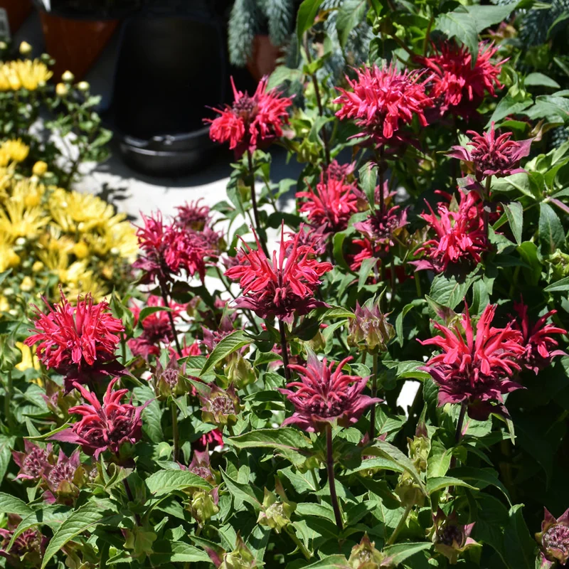 MONARDA BEE MINE RED