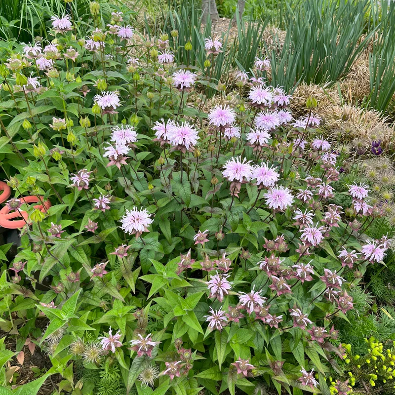 MONARDA BRADBURIANA