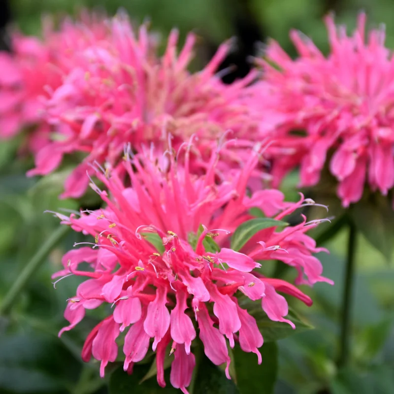 MONARDA CORAL REEF