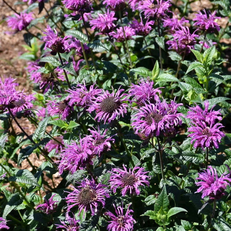 MONARDA LAVENDER TAFFETA BEEBALM