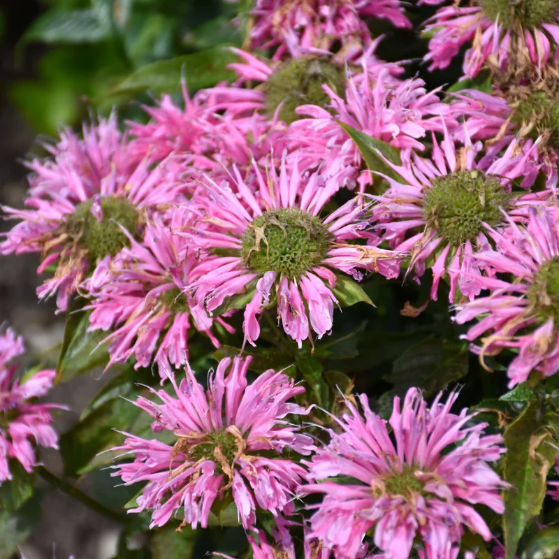 MONARDA PARDON MY PINK