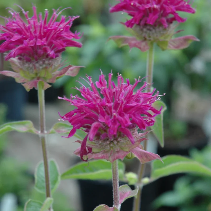 MONARDA PURPLE ROOSTER