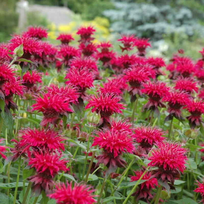 MONARDA RASPBERRY WINE