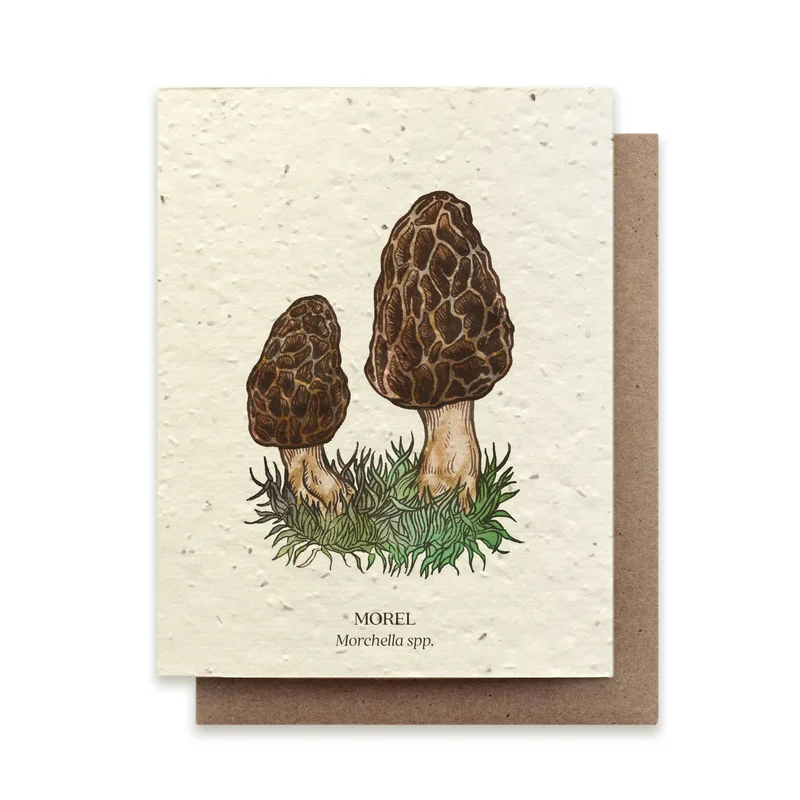 Morel Mushroom Plantable Wildflower Card