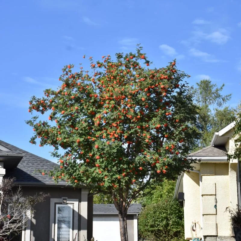 MOUNTAIN ASH RUSSIAN