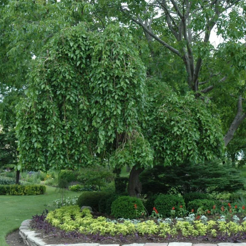 MULBERRY WEEPING FRUITLESS