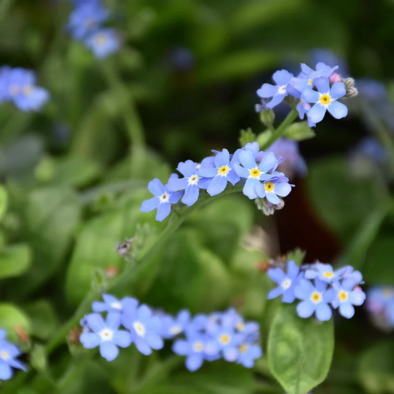 MYOSOTIS BLUESYLVA