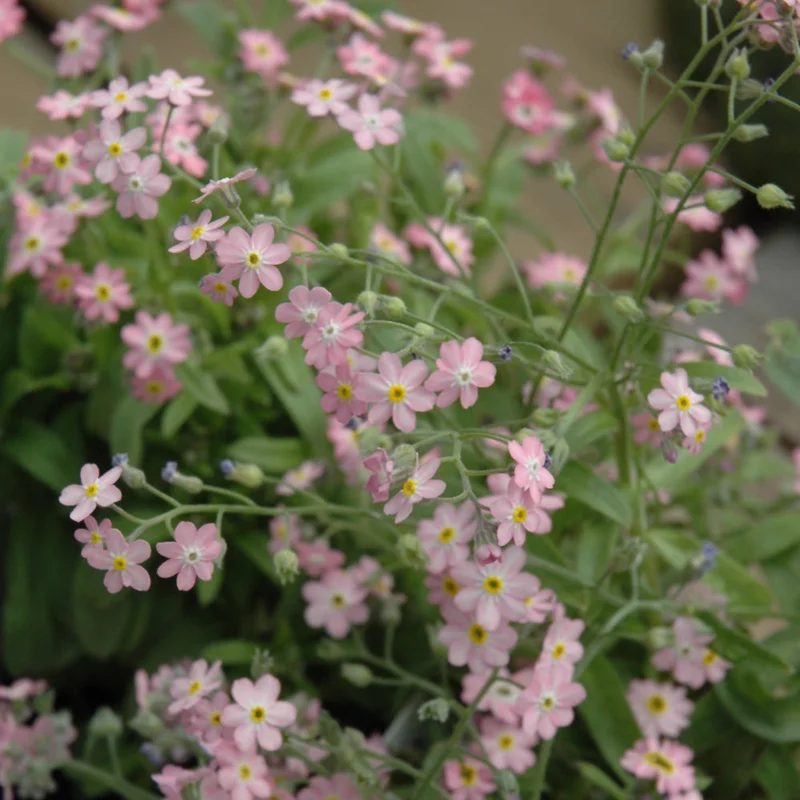 MYOSOTIS ROSYLVA