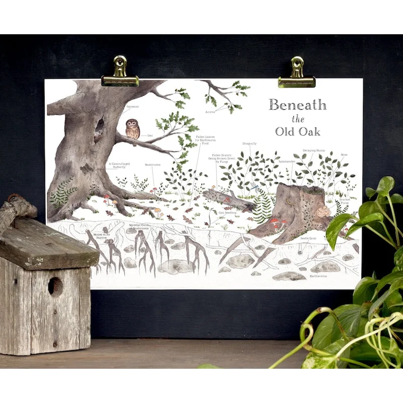 Nature Art Poster – Beneath the Old Oak – Nature Details – School Room Wall Art – 12 x 18 Poster