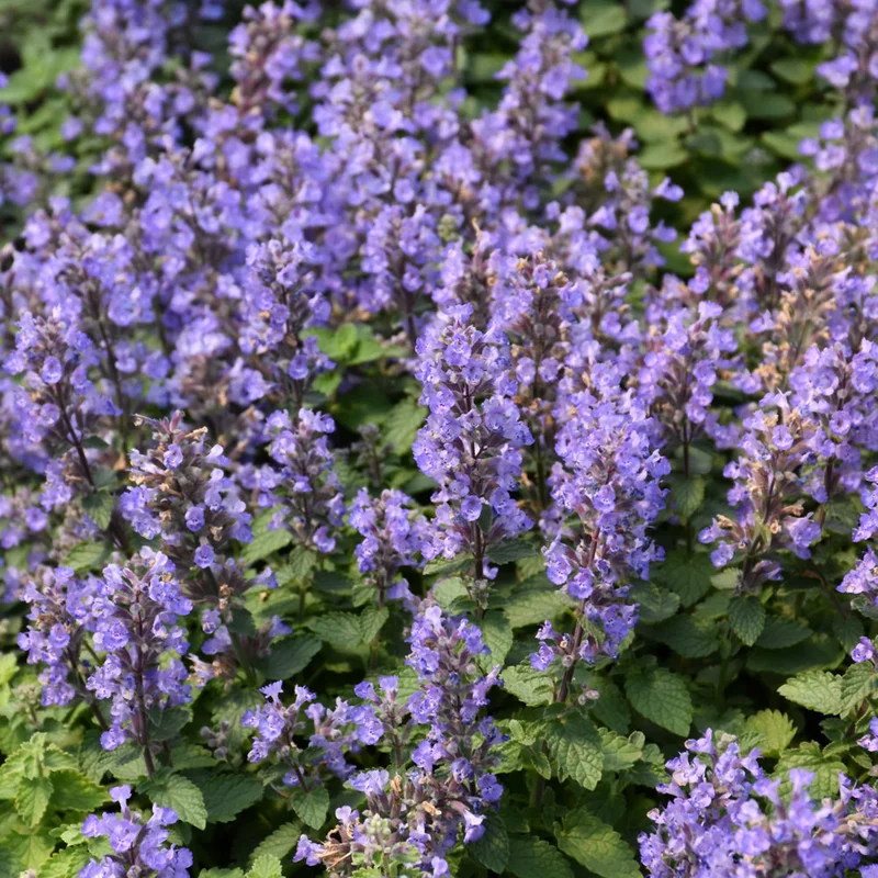 NEPETA PURRSIAN BLUE