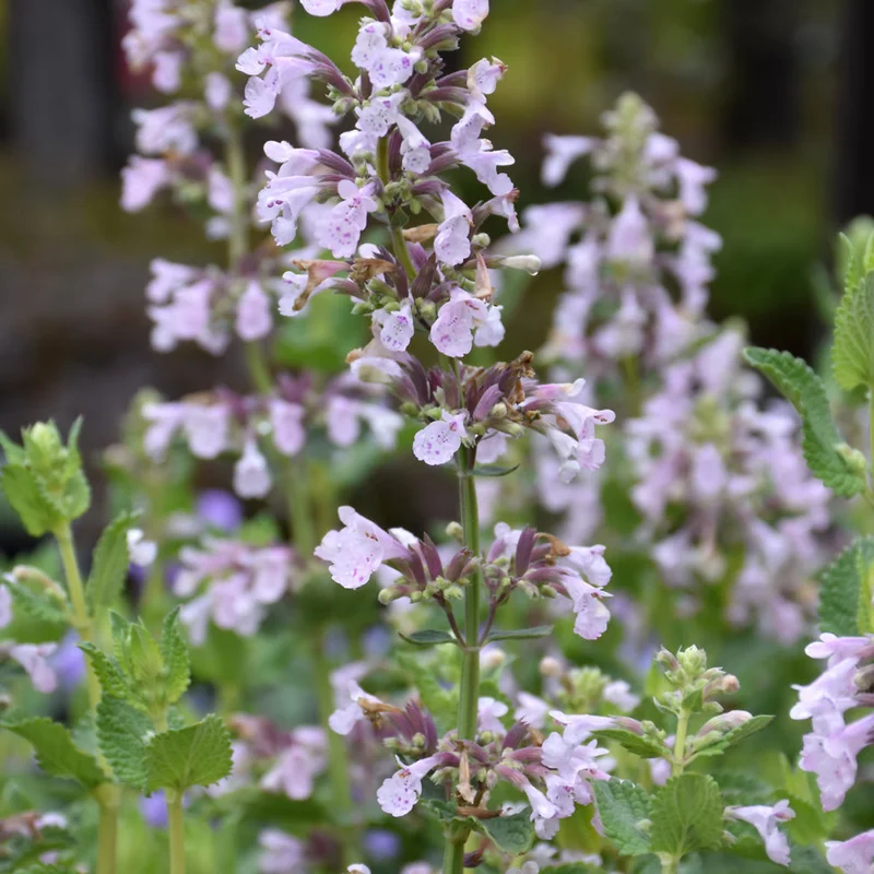 NEPETA WHISPURR PINK