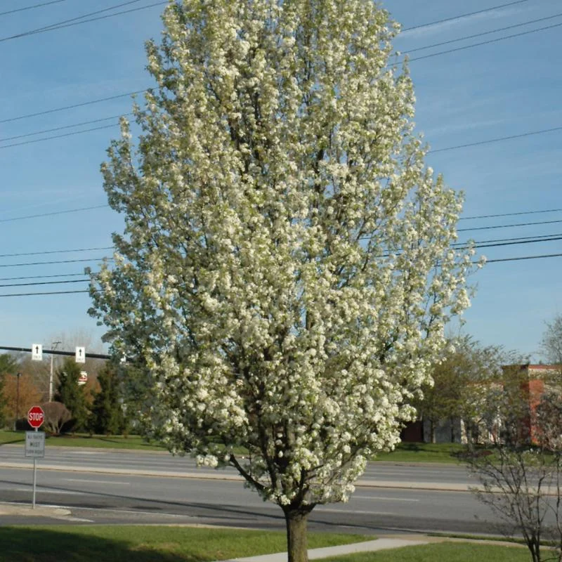 ORNAMENTAL PEAR REDSPIRE