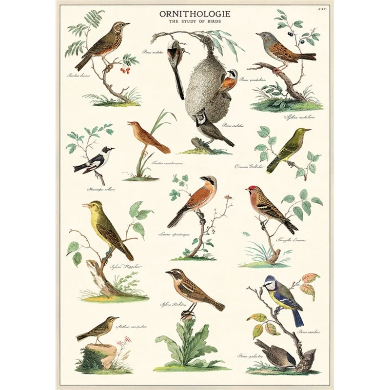 Ornithology Wrap