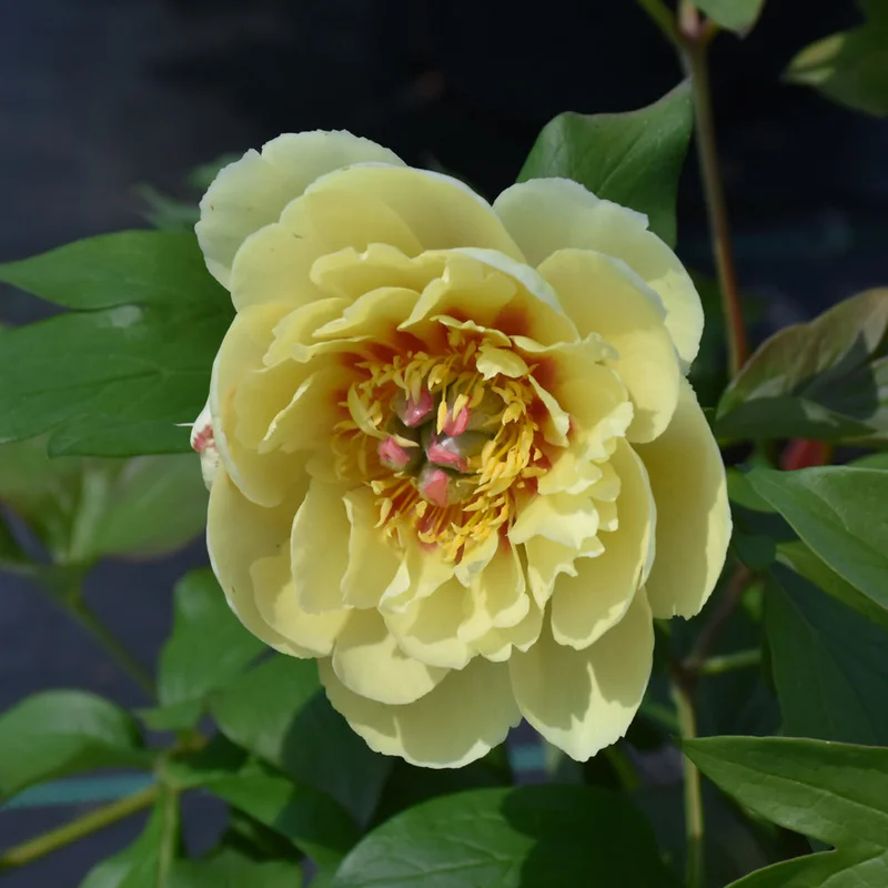PAEONIA BORDER CHARM