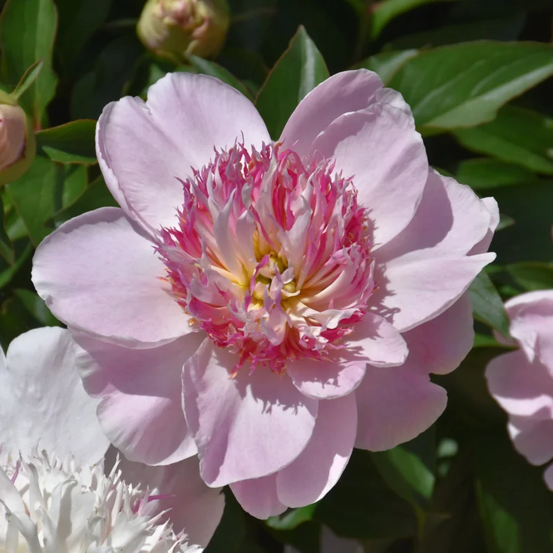 PAEONIA DO TELL