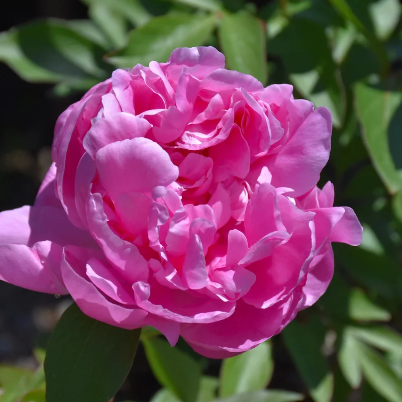 PAEONIA DR. ALEXANDER FLEMING